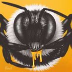 Pszczele zapachy i radioaktywny miód w USA
