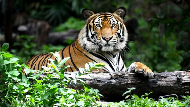 Jak Indie walczą z kłusownikami i gangami handlującymi dzikimi tygrysami?