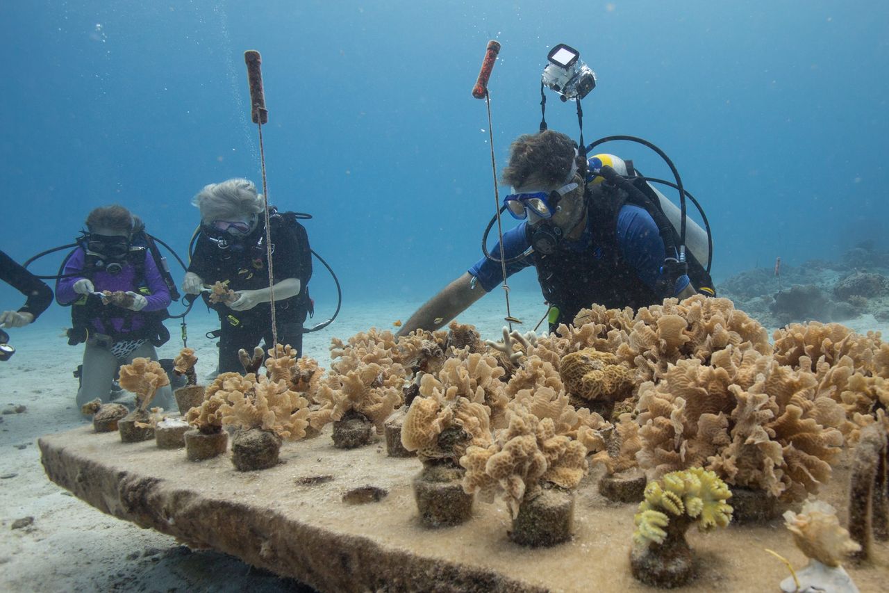 A chance to save coral reefs